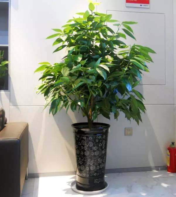 家中养花风水有哪些讲究,家里养花风水好的有哪些