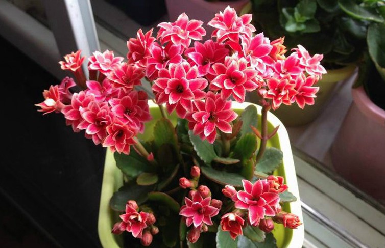 家中养花风水有哪些讲究,家里养花风水好的有哪些