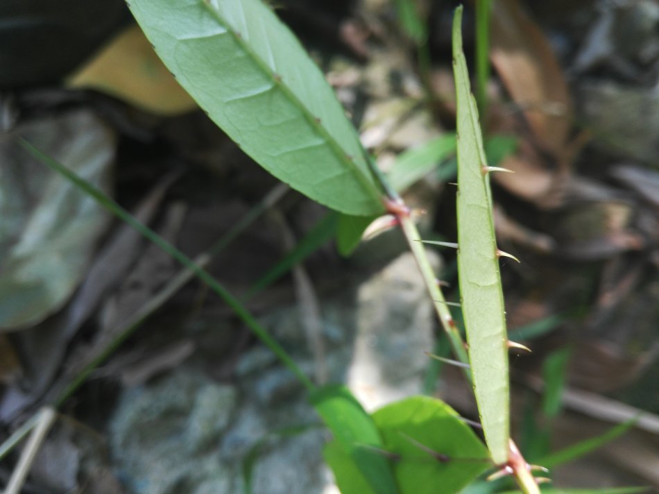 两面针怎么移栽比较容易存活,两面针移栽时间