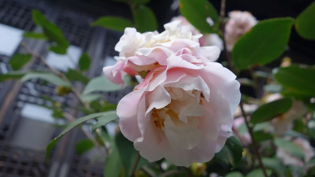 时光游合肥,时光旅行图集