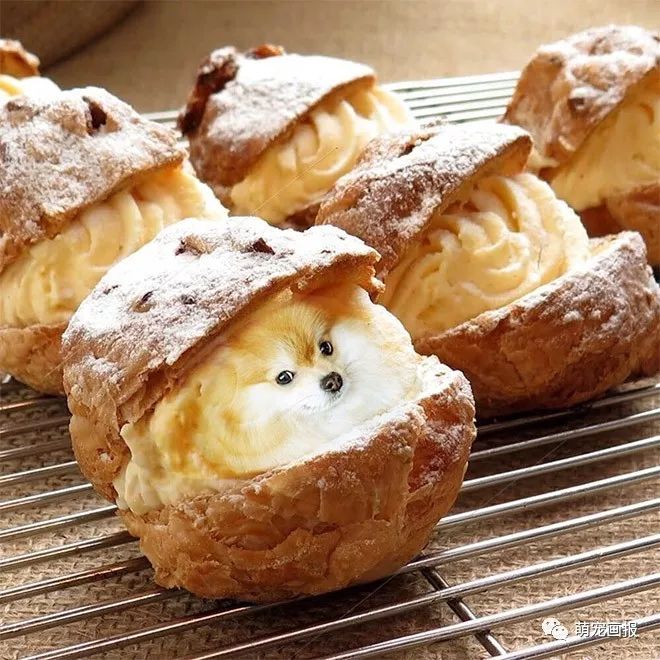 可以吃的汪星人：摄影师把狗狗和美食结合在在一起