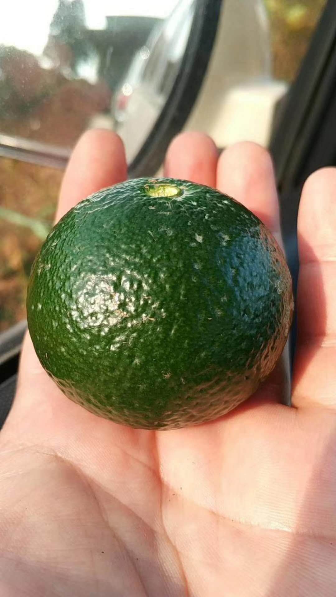 小青柑普洱茶如何辨别真假,小青柑普洱茶如何辨别