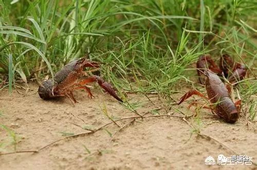 襄阳小龙虾排名前十,江苏小龙虾十大排名