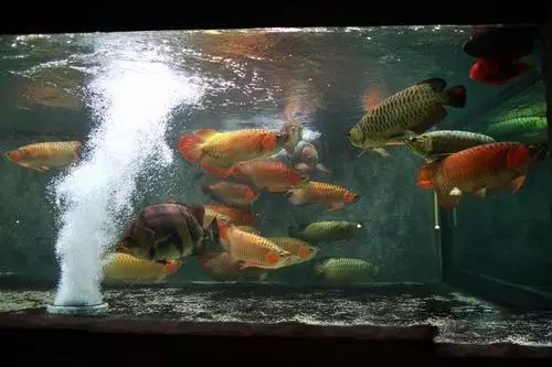 经典混养搭配,混养的问题及解决方法