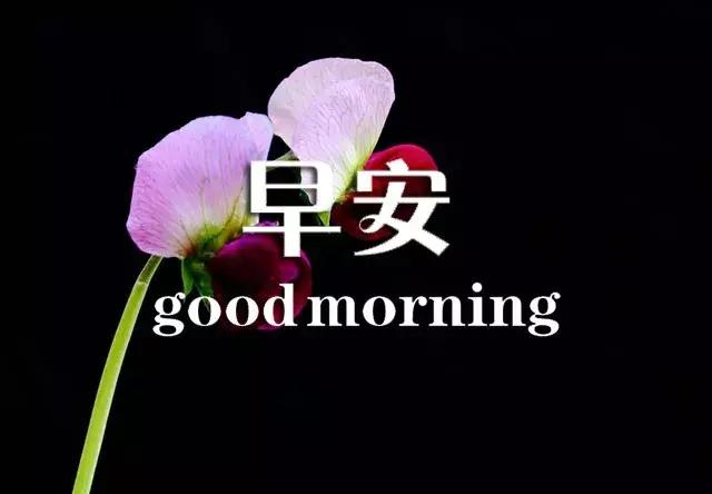 问候早安正能量的优美句子,真诚的友谊早安问候最新