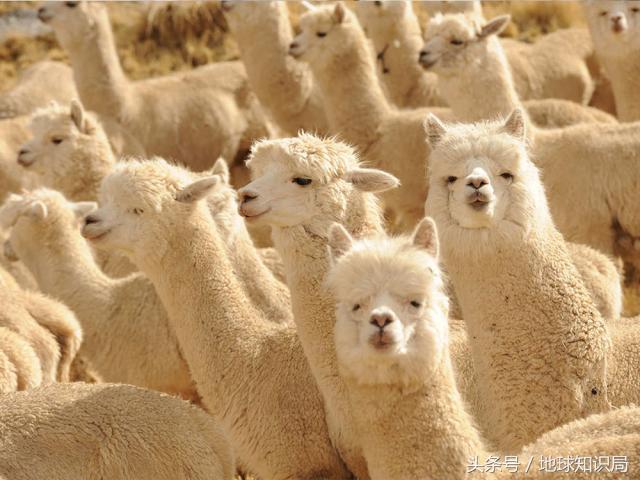 阿根廷是怎么打败美国的,阿根廷是如何从富有变成贫穷的