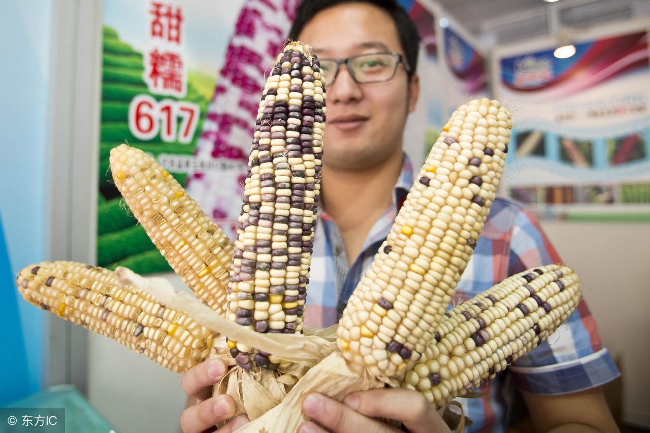 我们现在吃的玉米是转基因吗,牛奶爆浆玉米是转基因食物吗