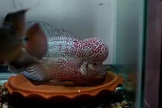 闆岄泟楸肩殑姝ｇ‘閰嶅鏂规硶,绉嶉奔濡備綍閰嶅