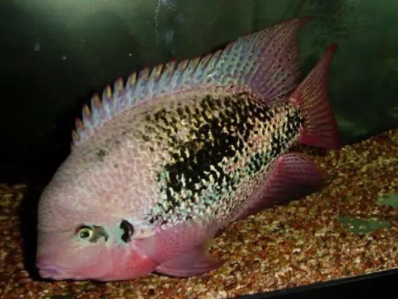 闆岄泟楸肩殑姝ｇ‘閰嶅鏂规硶,绉嶉奔濡備綍閰嶅