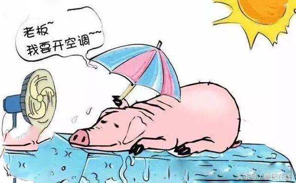 猪中暑后，千万不要乱打针！这里有治疗小妙招！养猪场收藏！