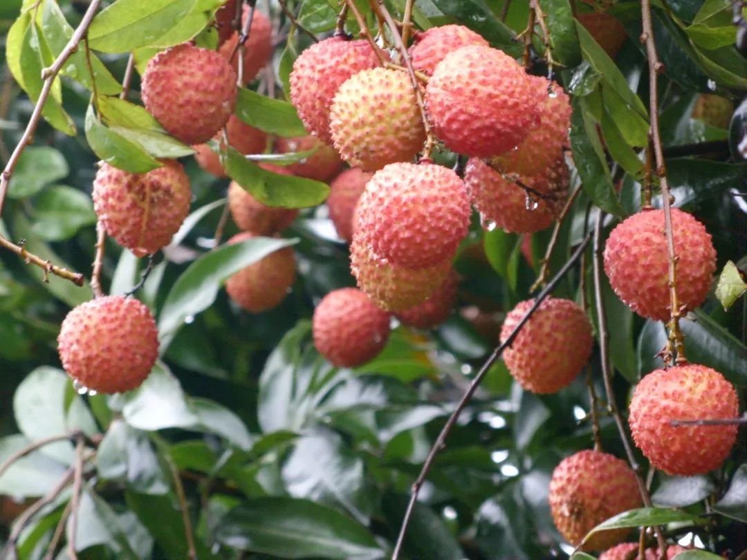 广西一年四季有吃不完的应季水果,广西什么水果便宜又好吃夏天