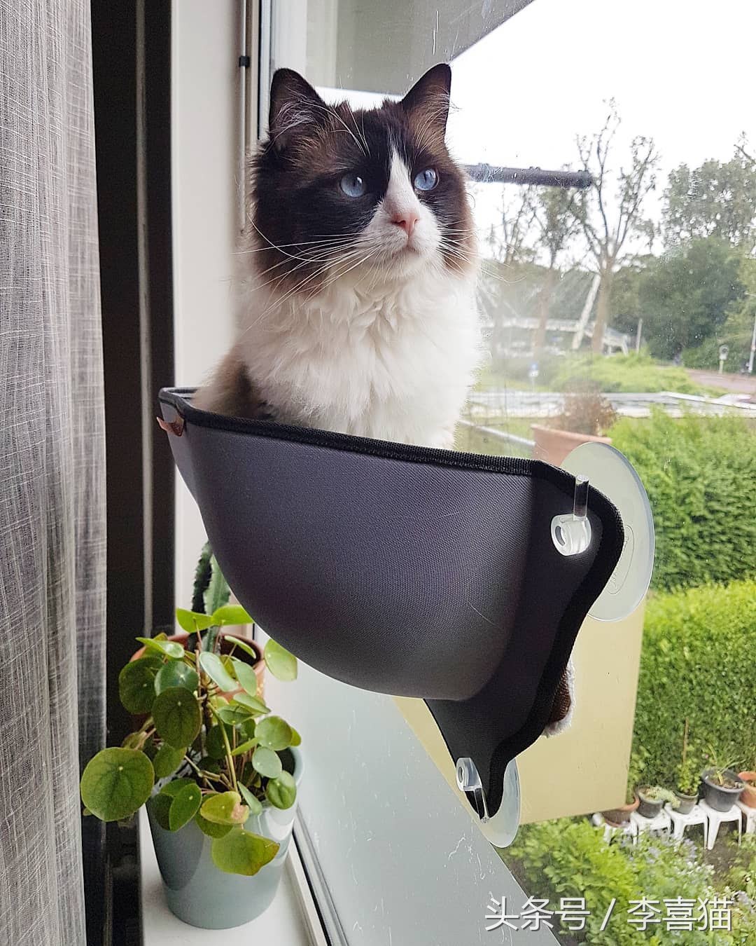 猫咪真的很喜欢欺负狗狗，就连汪星人舒适的小窝也要强行霸占