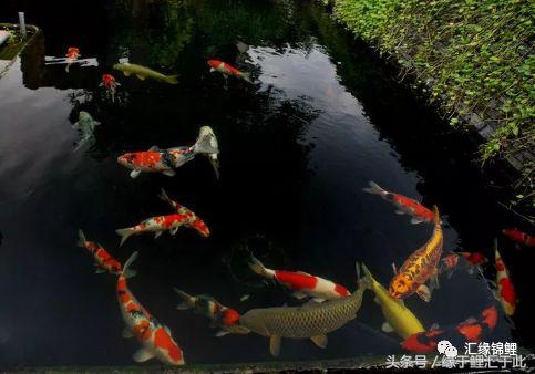 锦鲤应激了该怎么救,锦鲤濒死怎么抢救