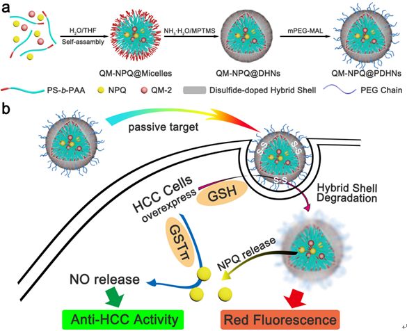 AdvMat封面：华东理工大学NO纳米药物实现高效低毒癌症治疗