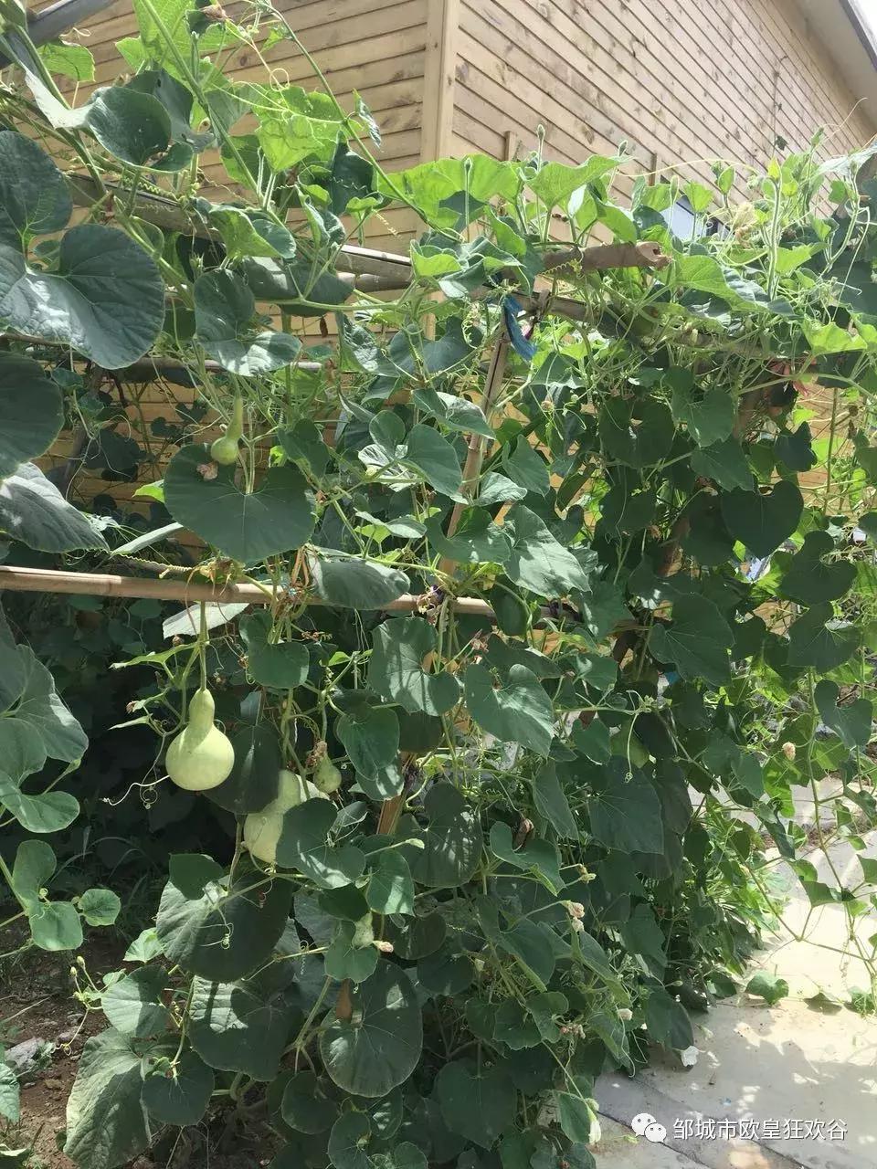 欧皇狂欢谷景区在邹城哪里,邹城市青少年夏令营