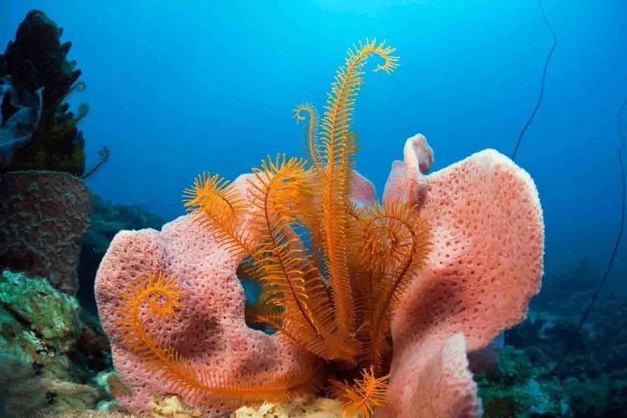 宸村帢宀涘浘鍏板娼滄按浜嬩欢,宸村帢宀涘浘鍏板娼滄按鏀荤暐