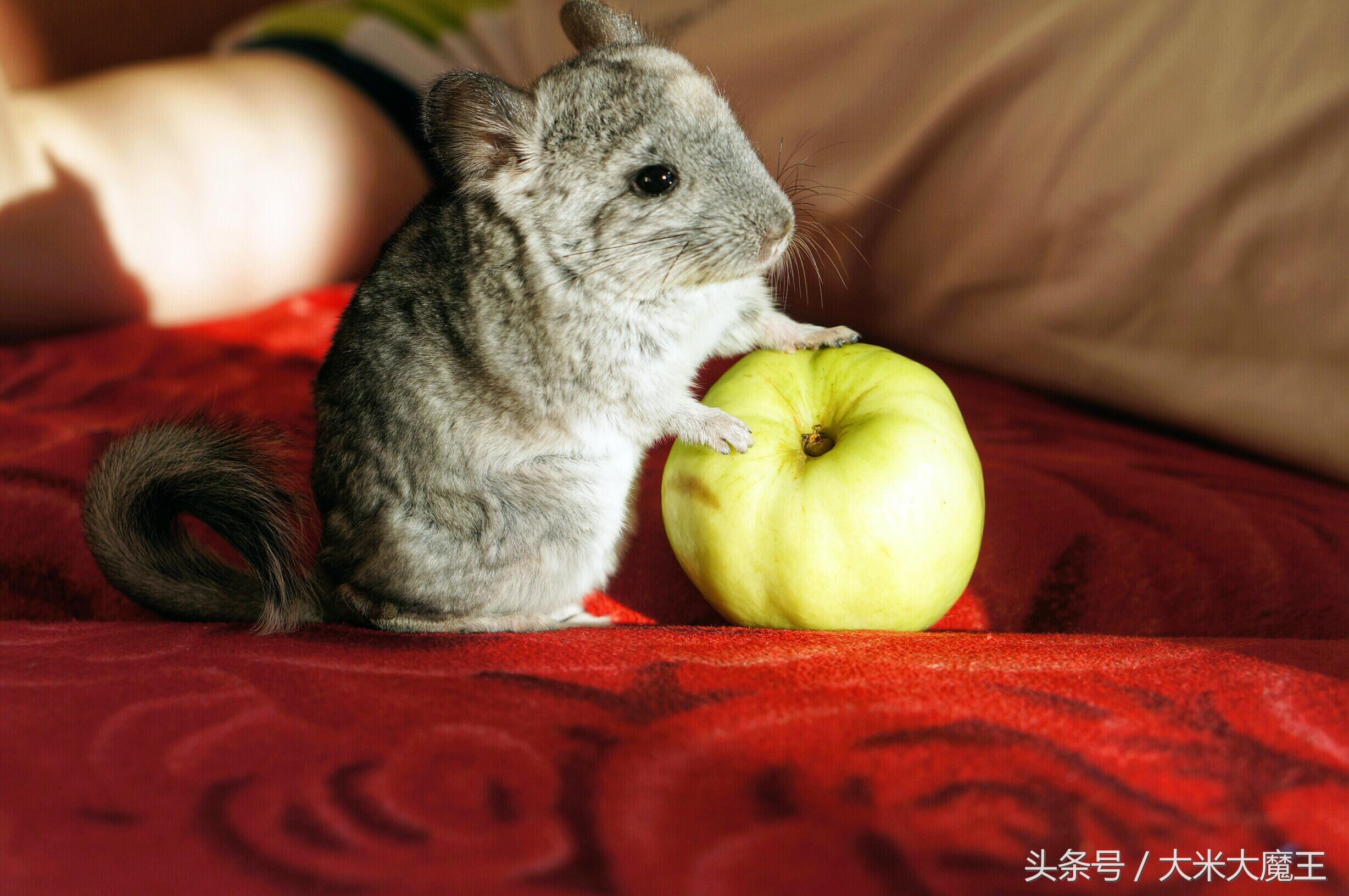 二次元猫知识科普 (二次元各种猫的介绍)