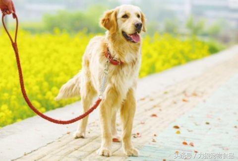 遛狗不牵绳那就别遛狗,铲屎官遛狗牵绳