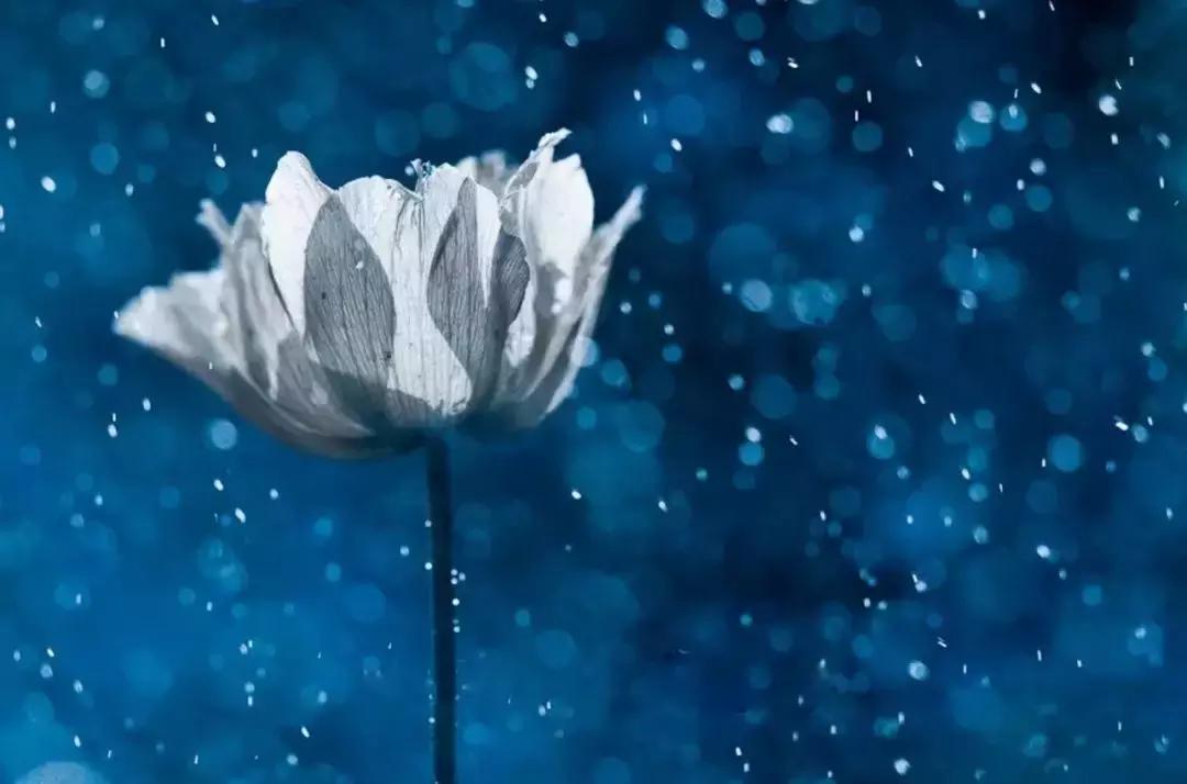 做个花心的女人视频,做个花心的女人歌曲