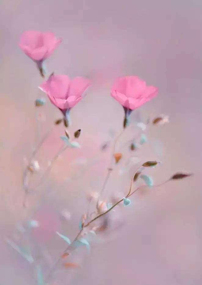 做个花心的女人视频,做个花心的女人歌曲