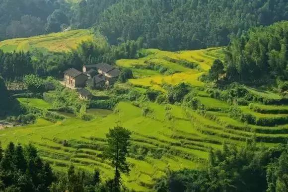 寻味金骏眉茶,寻味白牡丹老白茶