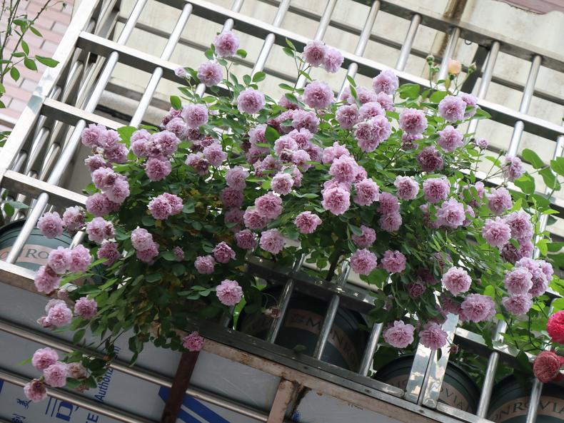 月季花蕾垂头怎么治,月季新芽萎蔫脱叶黑杆怎么养护