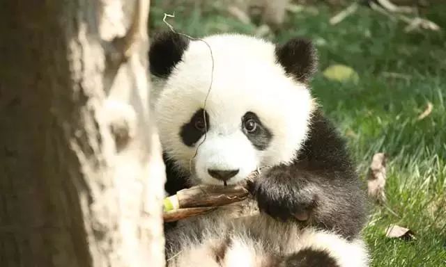 世界上最高龄大熊猫,大熊猫战兽