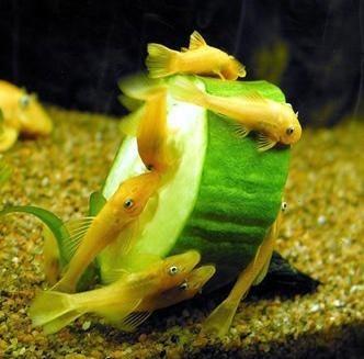 孔雀鱼鱼苗死亡是什么原因,鱼苗死亡掉甲是什么原因