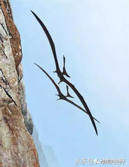 方舟无齿翼龙驯服教程,无齿翼龙有翅膀吗