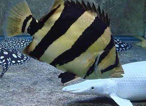 虎鱼的饲养视频,虎鱼的饲养视频播放