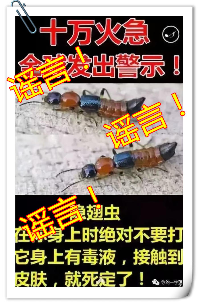 隐翅虫咬人症状图片,隐翅虫咬人症状最初图片