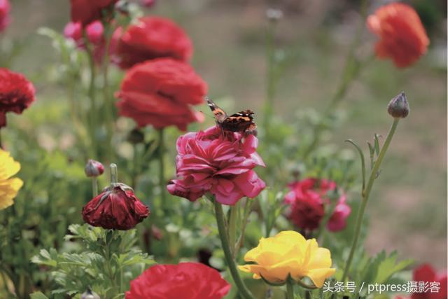 华为手机怎么拍花的技巧,春天拍花的必备技巧是什么