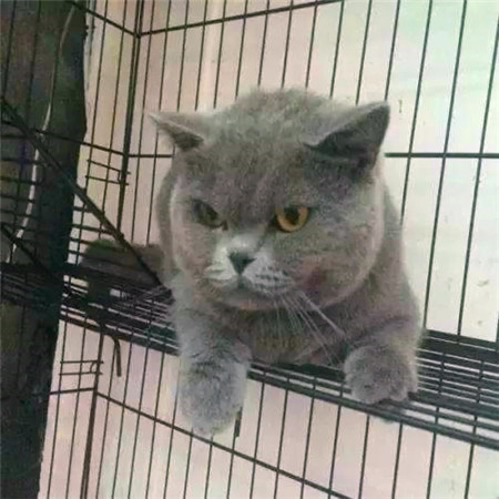 世界杯上最厉害的猫,法国纯种猫世界杯冠军