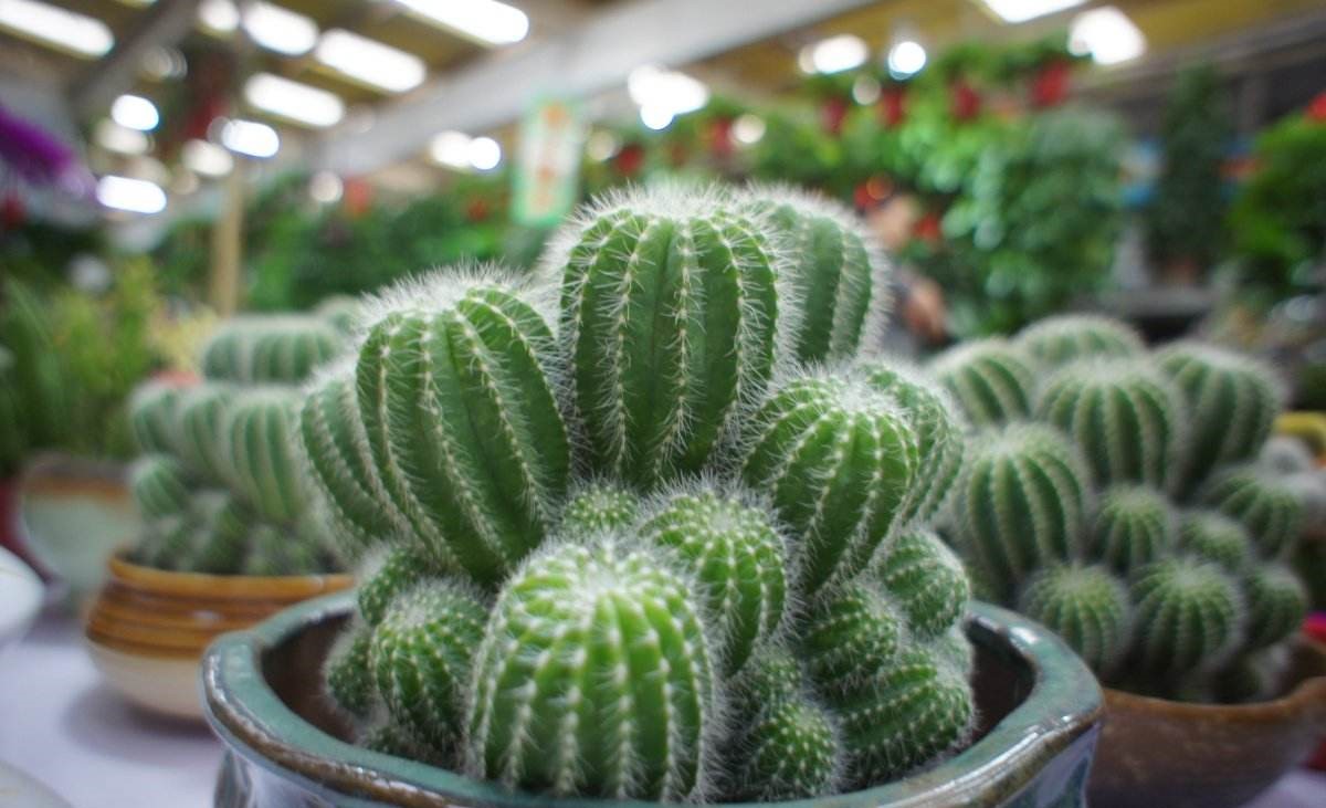 盆栽多久浇一次水才能好,盆栽果树泥土不干是什么原因