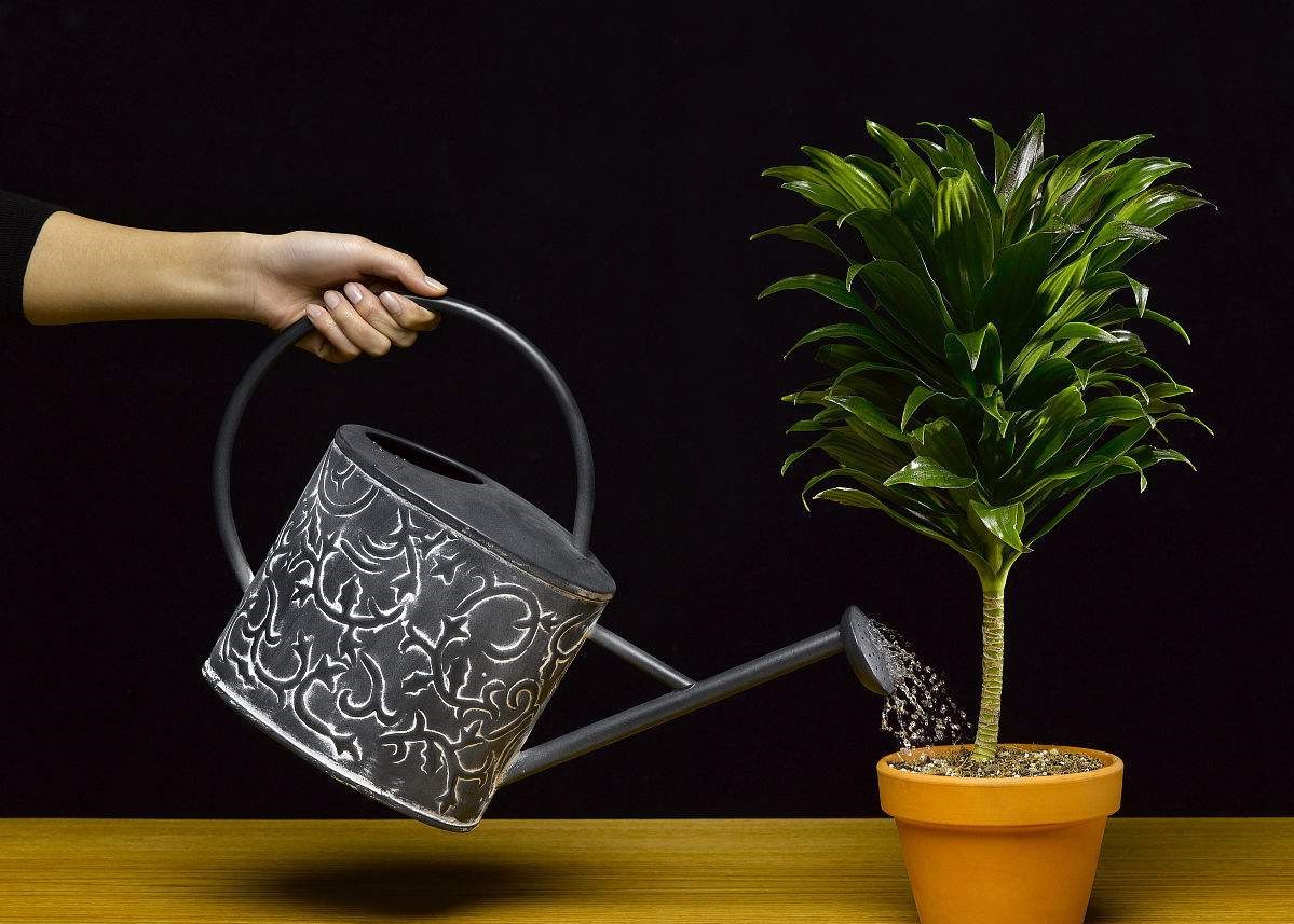 盆栽多久浇一次水才能好,盆栽果树泥土不干是什么原因