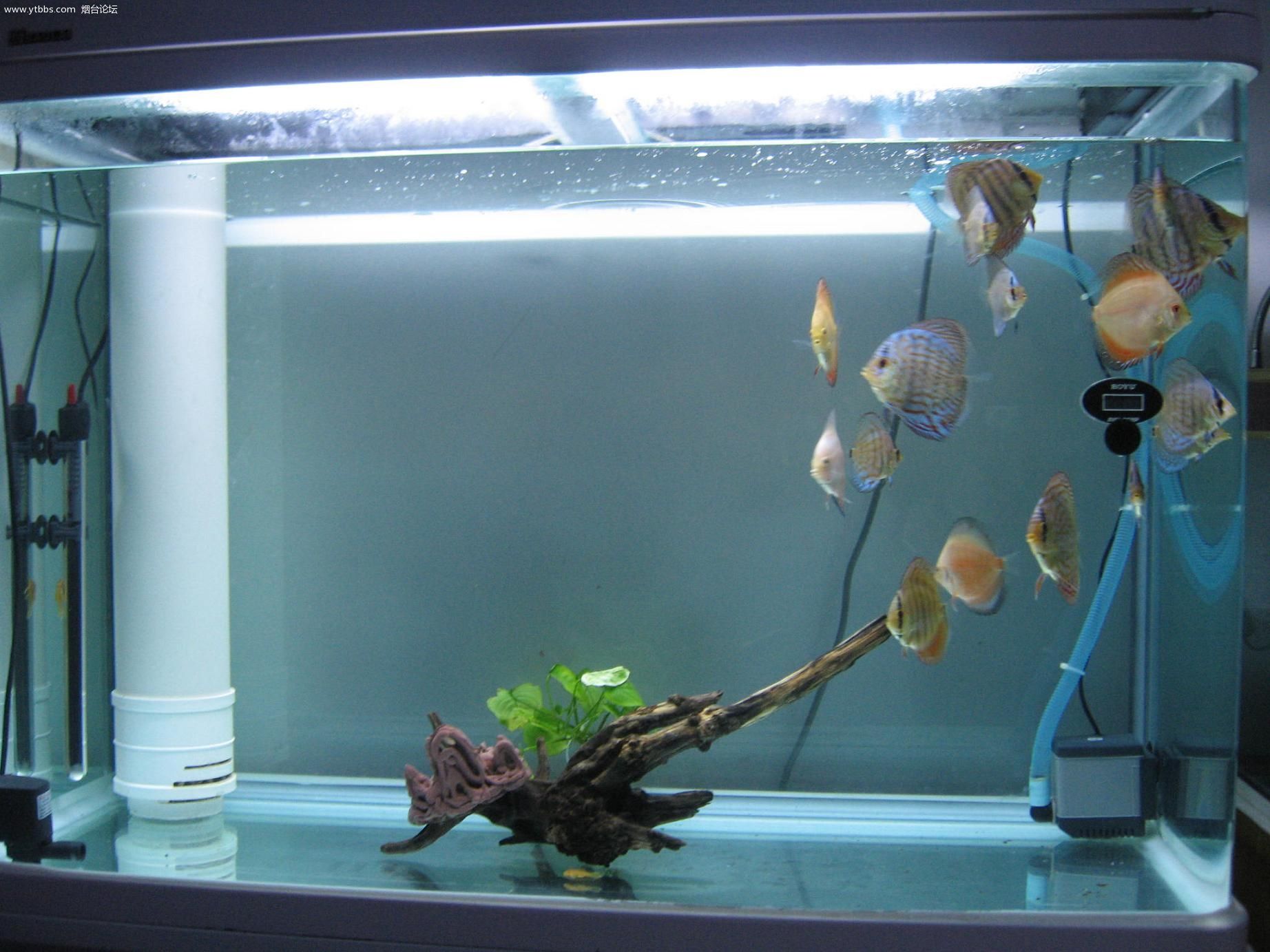 如何确定鱼缸的硝化菌培养好了,上过滤鱼缸如何培养硝化菌