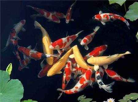 鱼缸种植水草用沙子还是水草泥好,鱼缸中种植水草需要多少温度