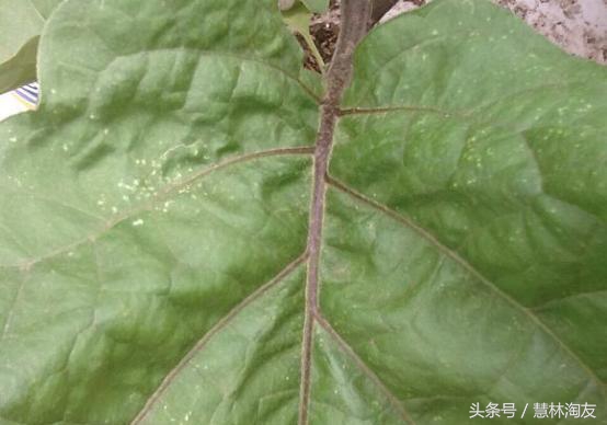 茉莉红蜘蛛用什么药最有效,茉莉生红蜘蛛用什么方法