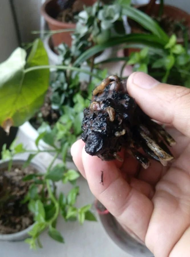 什么花可以在水里养,什么花能在水里养