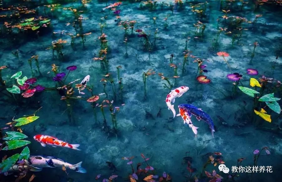 放水里能长期存活的花,适合懒人在水里养的花