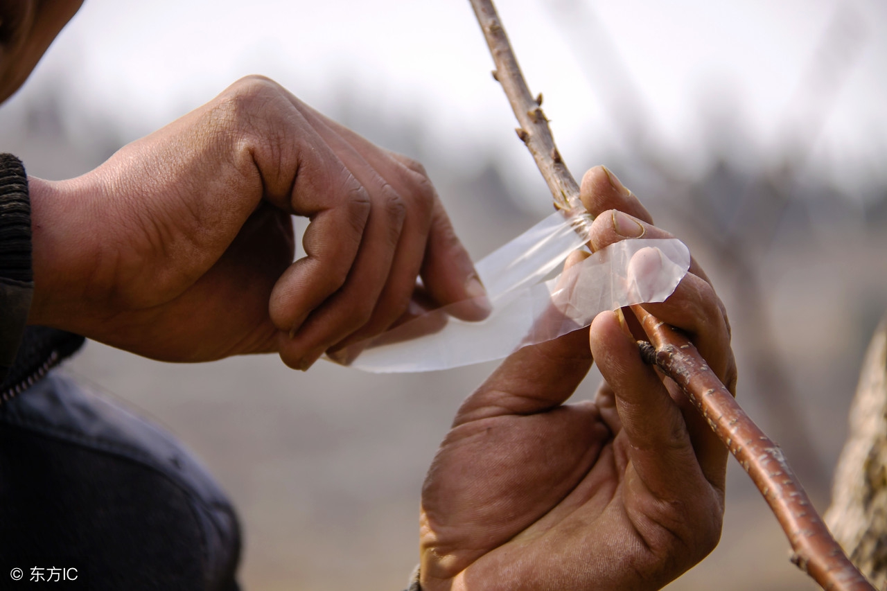 嫁接果树成活率低？老果农手把手教，只需简单5步一看就会！