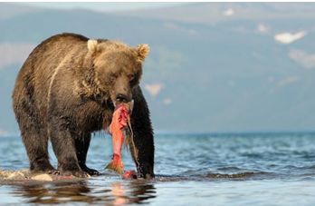 世界杯DAY12丨俄罗斯世界杯金球奖：VAR