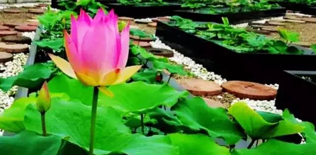 上海有哪些公园可以赏花,上海现在有哪些公园可观赏到荷花