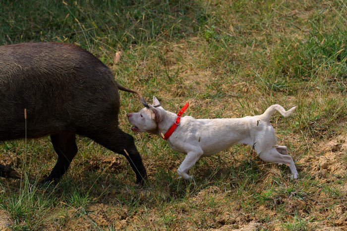 这种犬号称世界第三猎犬,为何不是世界第二猎犬呢