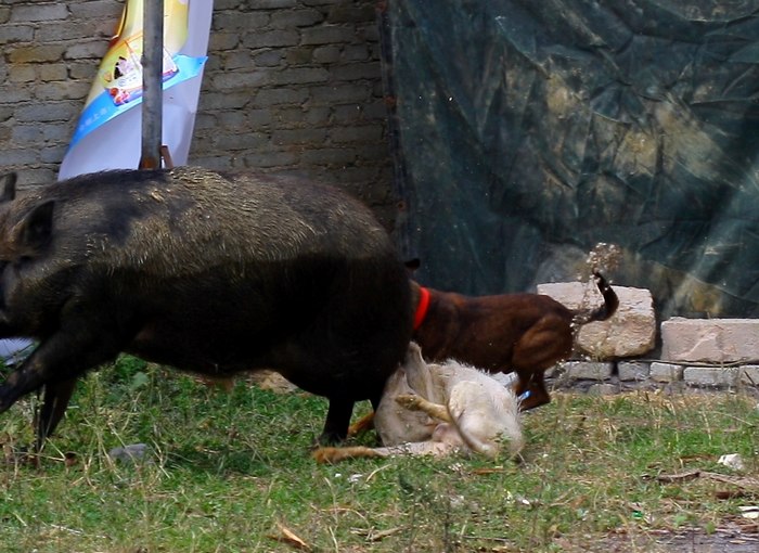 这种犬号称世界第三猎犬,为何不是世界第二猎犬呢