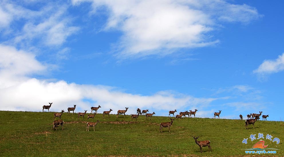 肃南马鹿鹿茸农产品,肃南土特产鹿茸