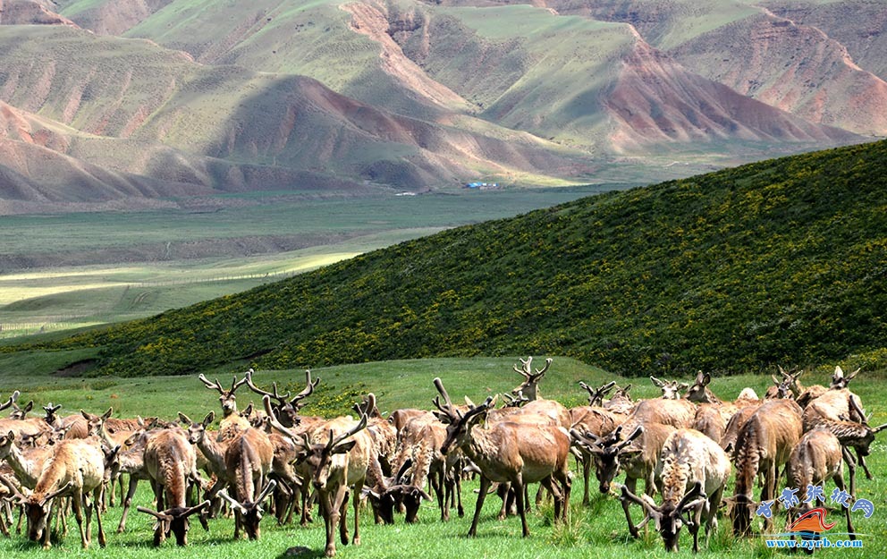 肃南马鹿鹿茸农产品,肃南土特产鹿茸