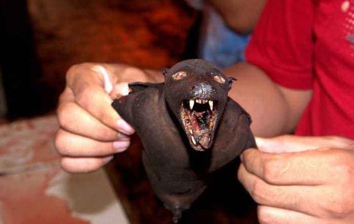 奇食之旅：台湾原住民“飞鼠肉”，肠子最好吃，张惠妹可能也吃过