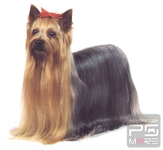 关于世界名狗名犬排行榜,世界名犬狗的品种大全