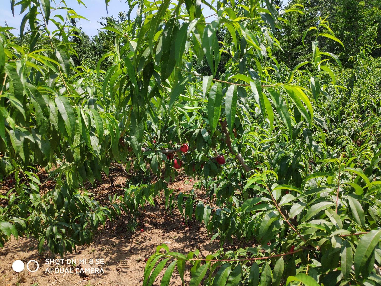 小米红米手机推荐最新,红米6和小米6哪个好